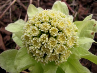 Petasites japonicus, Yuzhno-Sakhalinsk (Russia, Sakhalin island)
