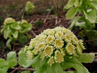 Petasites japonicus, Yuzhno-Sakhalinsk (Russia, Sakhalin island)