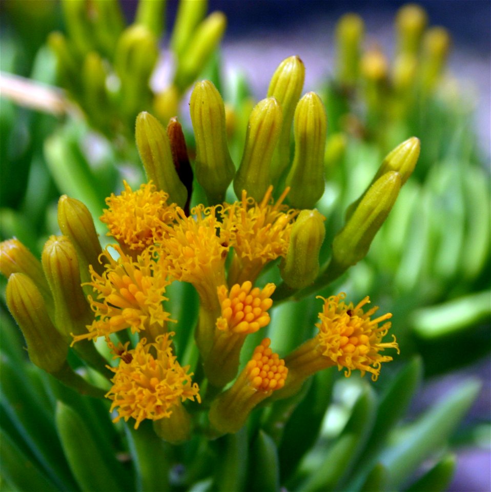 Senecio barbertonicus (Klatt.) Burtt Davy