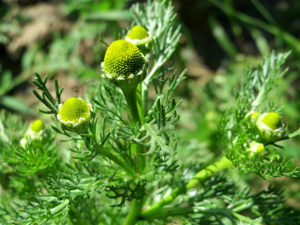 Strahlenlose Kamille (Matricaria discoidea) im Landschaftsschutzgebiet Hockenheimer Rheinbogen