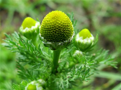 Strahlenlose Kamille (Matricaria discoidea) im Landschaftsschutzgebiet „Rheinhessisches Rheingebiet“ an der Grenze zum Naturschutzgebiet Der „Spieß – An der Spießbrücke“ bei Worms