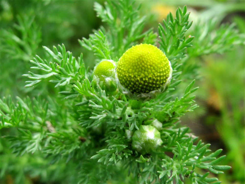 Strahlenlose Kamille (Matricaria discoidea) im Landschaftsschutzgebiet „Rheinhessisches Rheingebiet“ an der Grenze zum Naturschutzgebiet Der „Spieß – An der Spießbrücke“ bei Worms