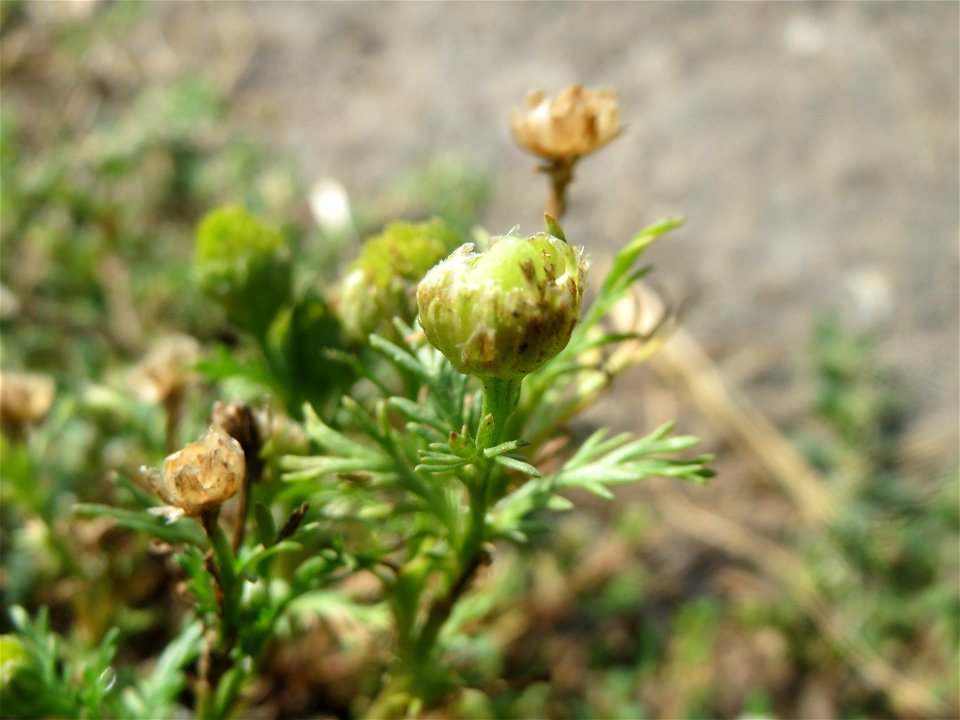 Strahlenlose Kamille (Matricaria discoidea) im Almet bei Sankt Arnual