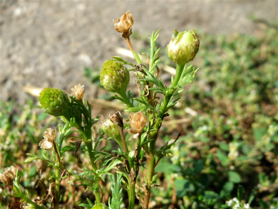 Strahlenlose Kamille (Matricaria discoidea) im Almet bei Sankt Arnual