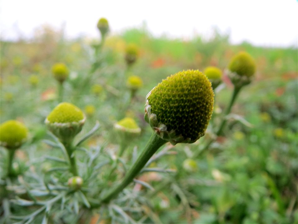 Typische Feldrandvegetation: Strahlenlose Kamille (Matricaria discoidea) bei Reilingen