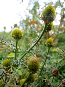 Typische Feldrandvegetation: Strahlenlose Kamille (Matricaria discoidea) bei Reilingen