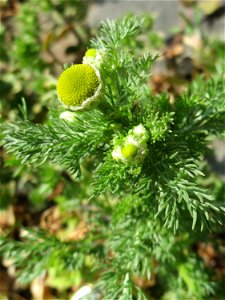 Strahlenlose Kamille (Matricaria discoidea) in Saarbrücken