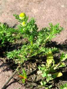 Ritzenbotanik: Strahlenlose Kamille (Matricaria discoidea) in den Horststückern im Landschaftsschutzgebiet „Hockenheimer Rheinbogen“