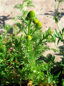 Ritzenbotanik: Strahlenlose Kamille (Matricaria discoidea) in den Horststückern im Landschaftsschutzgebiet „Hockenheimer Rheinbogen“