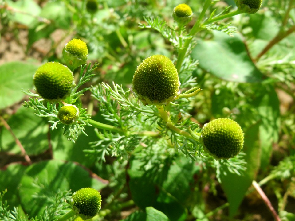Strahlenlose Kamille (Matricaria discoidea) auf einer Brachfläche zum Schutz der Haubenlerche beim Dänischen Lager bei Hockenheim