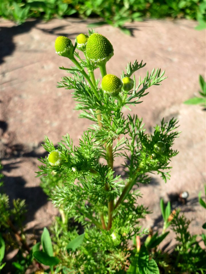 Ritzenbotanik: Strahlenlose Kamille (Matricaria discoidea) in den Horststückern im Landschaftsschutzgebiet „Hockenheimer Rheinbogen“