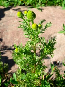 Ritzenbotanik: Strahlenlose Kamille (Matricaria discoidea) in den Horststückern im Landschaftsschutzgebiet „Hockenheimer Rheinbogen“