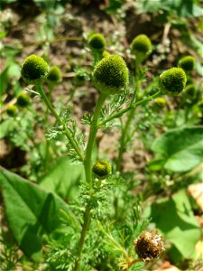 Strahlenlose Kamille (Matricaria discoidea) auf einer Brachfläche zum Schutz der Haubenlerche beim Dänischen Lager bei Hockenheim