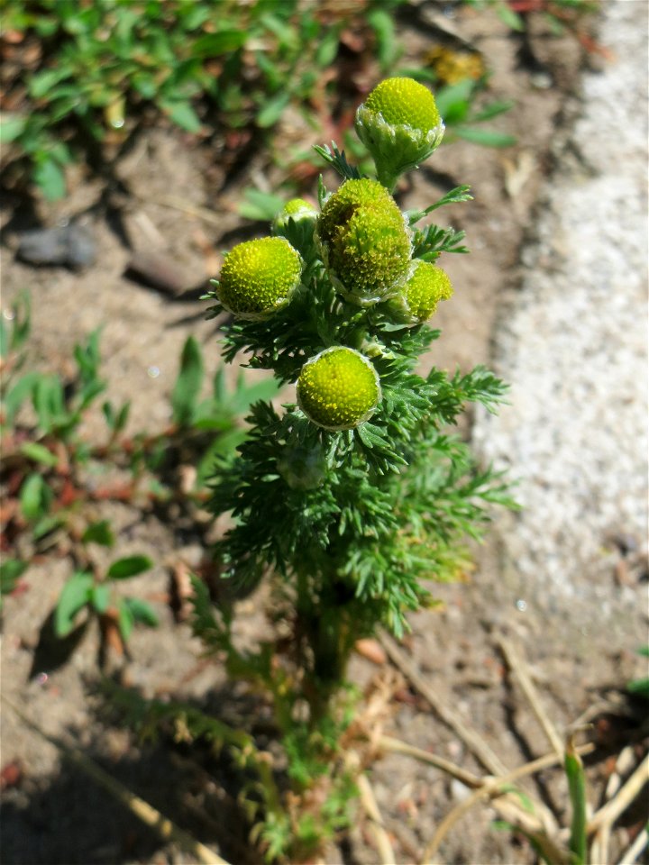 Strahlenlose Kamille (Matricaria discoidea) im Almet in Sankt Arnual
