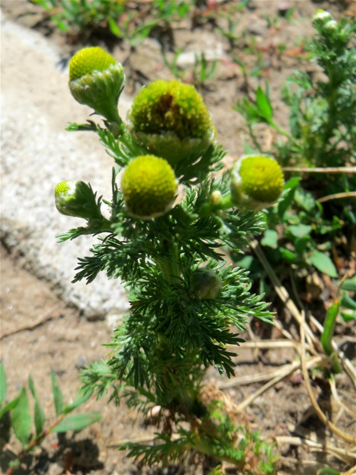 Strahlenlose Kamille (Matricaria discoidea) im Almet in Sankt Arnual