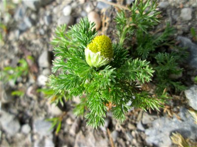 Strahlenlose Kamille (Matricaria discoidea) im Landschaftsschutzgebiet „Hockenheimer Rheinbogen“