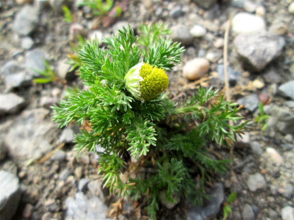 Strahlenlose Kamille (Matricaria discoidea) im Landschaftsschutzgebiet „Hockenheimer Rheinbogen“