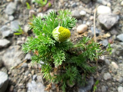 Strahlenlose Kamille (Matricaria discoidea) im Landschaftsschutzgebiet „Hockenheimer Rheinbogen“