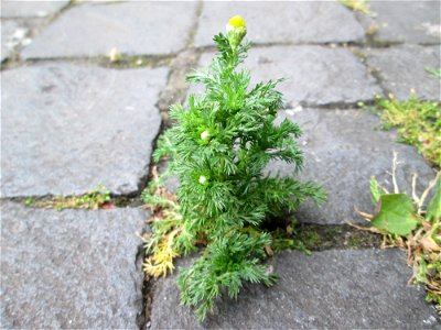 Ritzenbotanik: Strahlenlose Kamille (Matricaria discoidea) in Saarbrücken