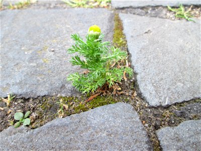 Ritzenbotanik: Strahlenlose Kamille (Matricaria discoidea) in Saarbrücken