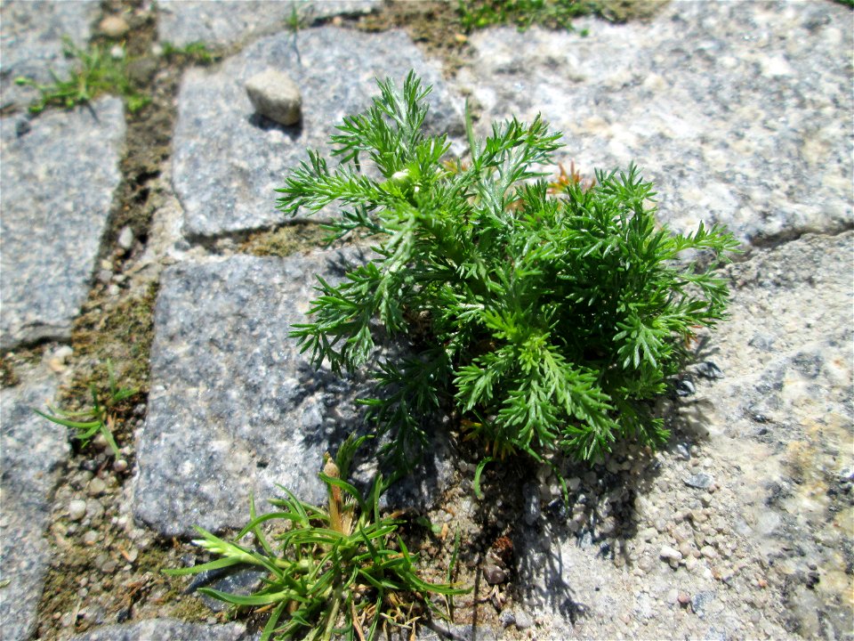 Ritzenbotanik: Strahlenlose Kamille (Matricaria discoidea) in Alt-Saarbrücken