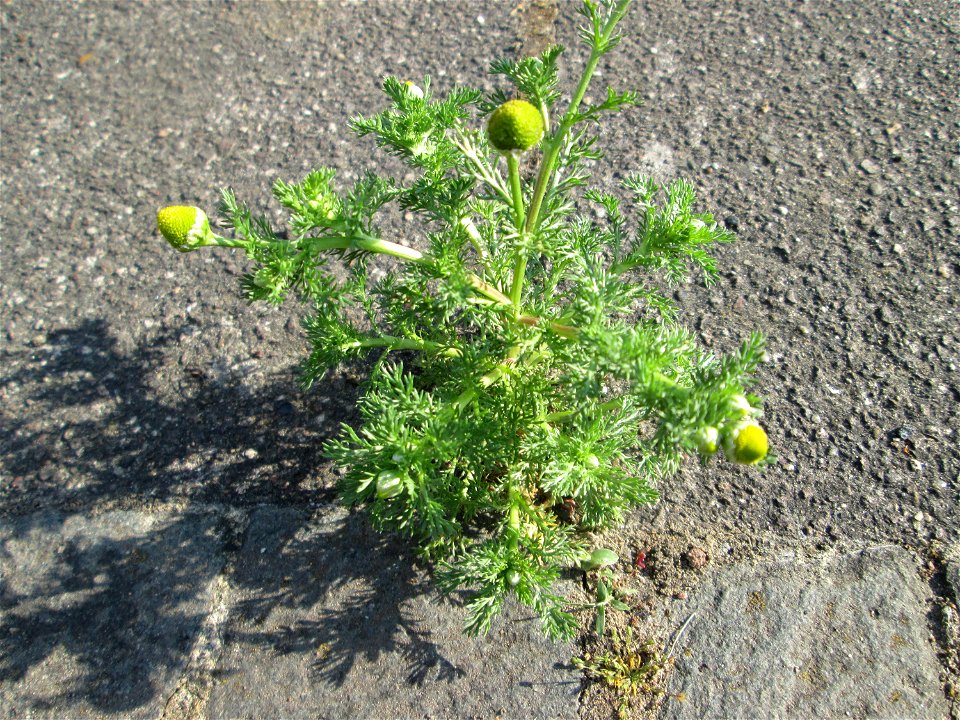 Strahlenlose Kamille (Matricaria discoidea) in Sankt Arnual