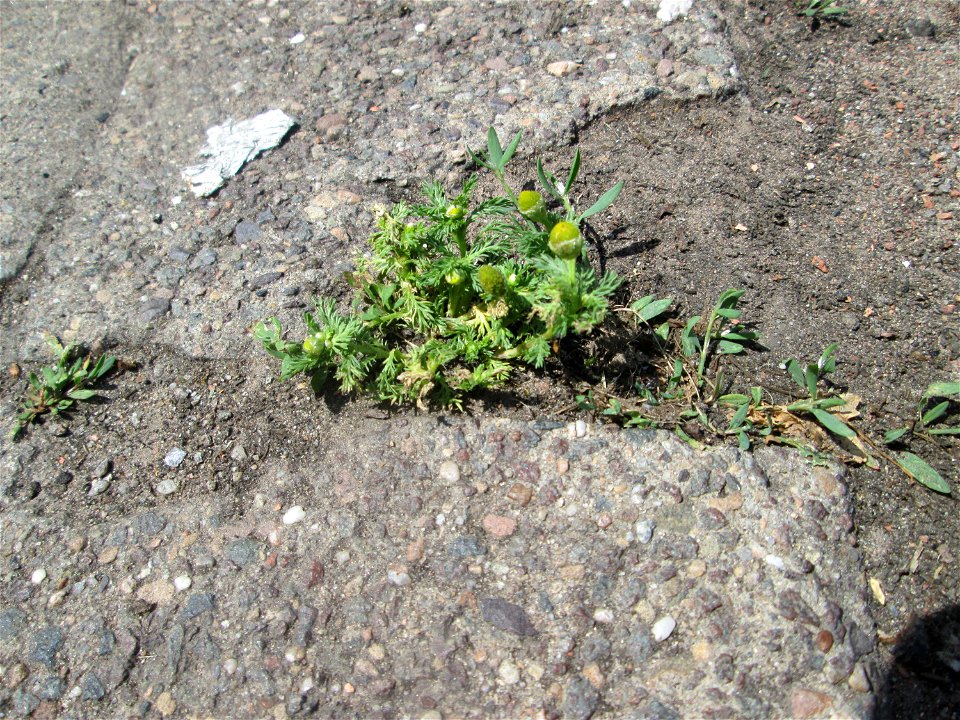 Ritzenbotanik: Strahlenlose Kamille (Matricaria discoidea) in Saarbrücken