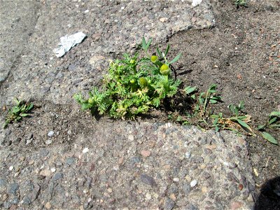 Ritzenbotanik: Strahlenlose Kamille (Matricaria discoidea) in Saarbrücken
