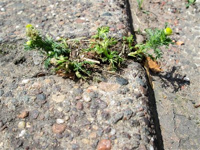 Ritzenbotanik: Strahlenlose Kamille (Matricaria discoidea) in Saarbrücken