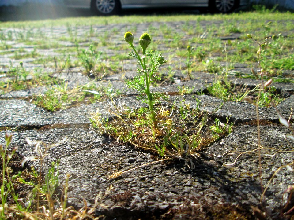 Strahlenlose Kamille (Matricaria discoidea) auf einem Parkplatz in Saarbrücken