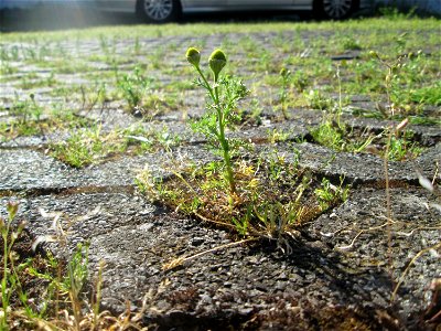 Strahlenlose Kamille (Matricaria discoidea) auf einem Parkplatz in Saarbrücken