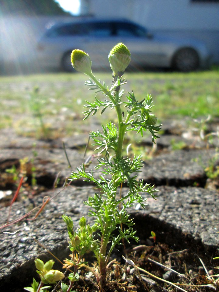 Strahlenlose Kamille (Matricaria discoidea) auf einem Parkplatz in Saarbrücken