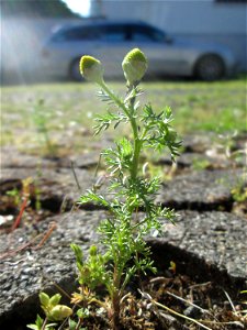 Strahlenlose Kamille (Matricaria discoidea) auf einem Parkplatz in Saarbrücken