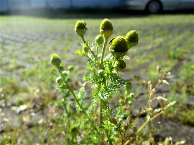 Strahlenlose Kamille (Matricaria discoidea) auf einem Parkplatz in Saarbrücken