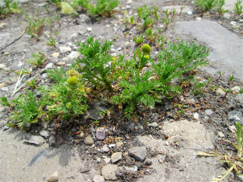 Strahlenlose Kamille (Matricaria discoidea) auf Pflasterstein im Bürgerpark Saarbrücken