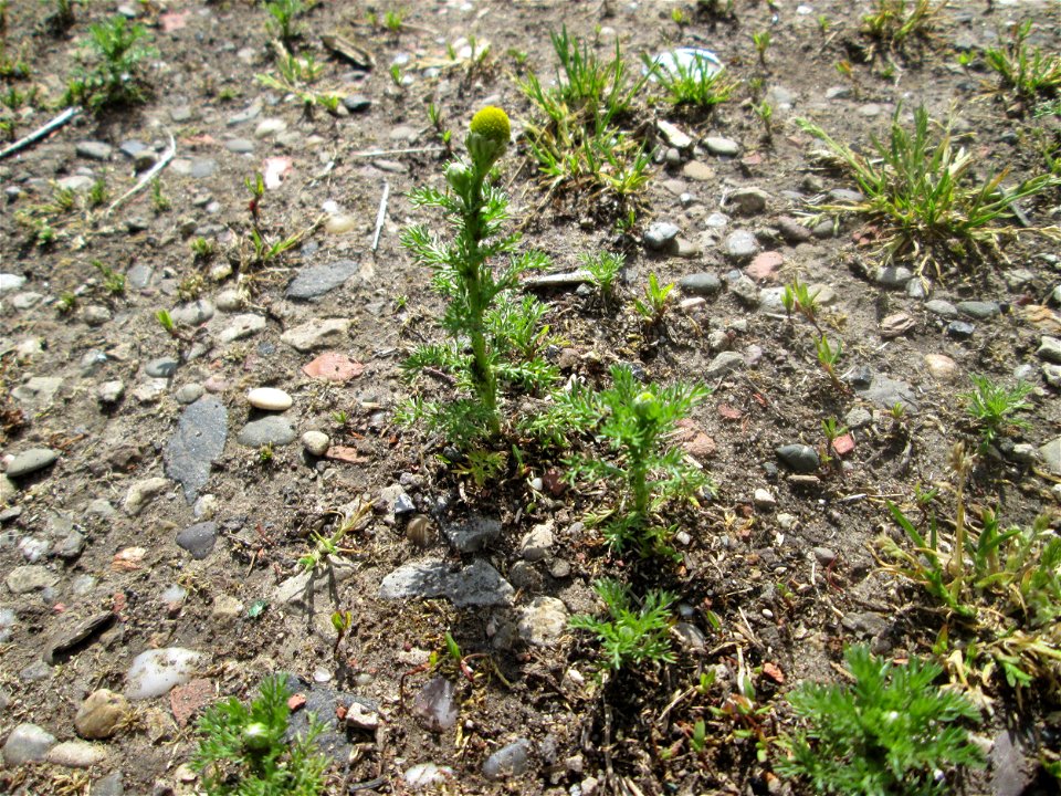 Strahlenlose Kamille (Matricaria discoidea) in Brebach