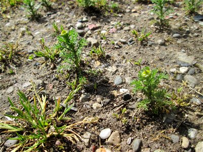 Strahlenlose Kamille (Matricaria discoidea) in Brebach