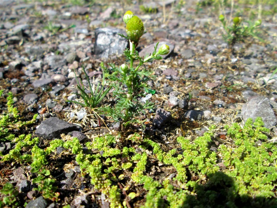 Strahlenlose Kamille (Matricaria discoidea) auf einem Parkplatz in Brebach