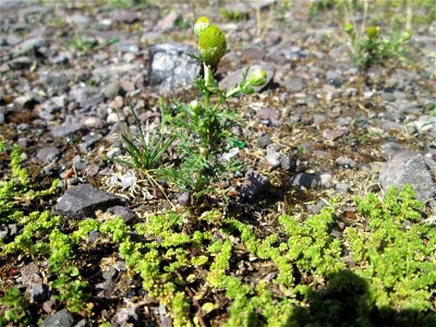 Strahlenlose Kamille (Matricaria discoidea) auf einem Parkplatz in Brebach