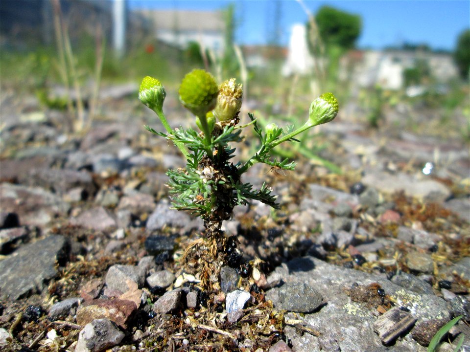 Strahlenlose Kamille (Matricaria discoidea) auf einem Parkplatz in Brebach