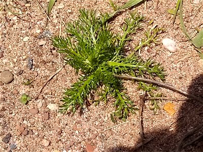 Matricaria discoidea