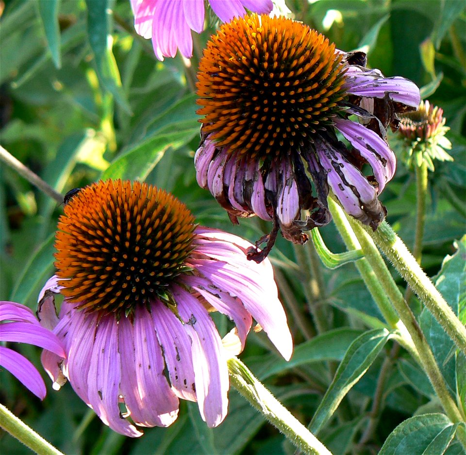 Category:Purple coneflower Echinacea angustifolia