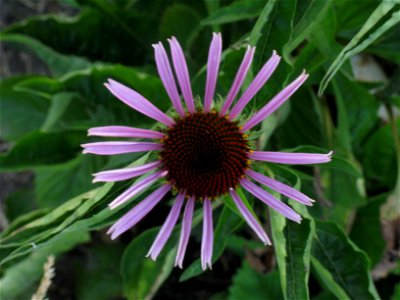 Echinacea angustifolia