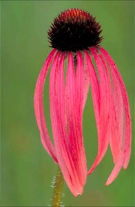Image title: Reddish pink narrow leaved coneflower echinacea angustifolia flower with dark purple center
Image from Public domain images website, http://www.public-domain-image.com/full-image/flora-pl