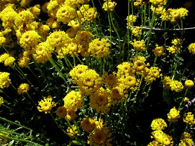 Santolina chamaecyparissus L., Castelltallat, Catalonia