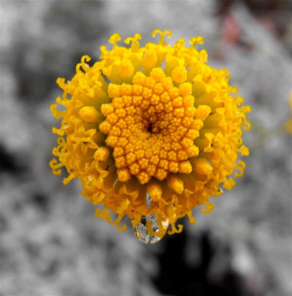 Santolina chamaecyparissus in the Water Conservation Garden at Cuyamaca College in El Cajon, California, USA. Identified by sign.