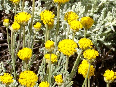 Santolina chamaecyparissus close up, Dehesa Boyal de Puertollano, Spain