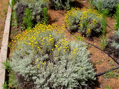 Santolina chamaecyparissus habit, Dehesa Boyal de Puertollano, Spain photo