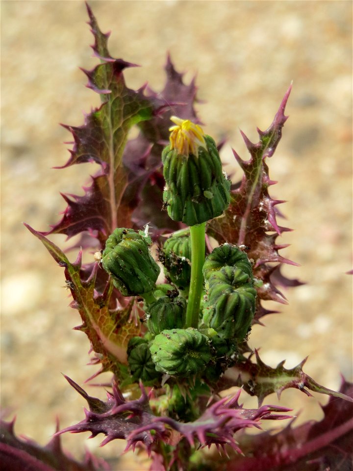 Raue Gänsedistel (Sonchus asper) in Hockenheim