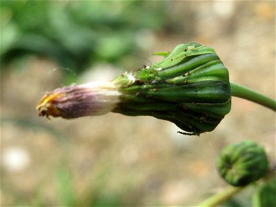 Raue Gänsedistel (Sonchus asper) in Hockenheim
